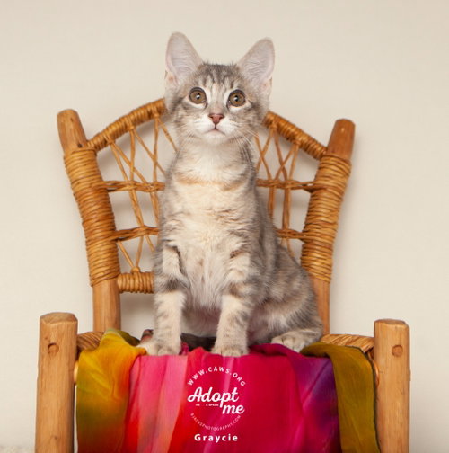 picture of the cat needing adoption