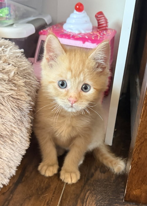Cheeto