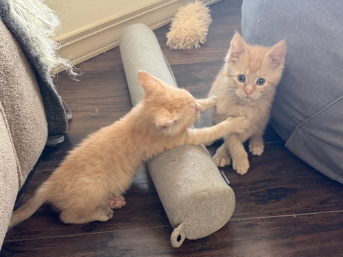 Cheeto photo 3