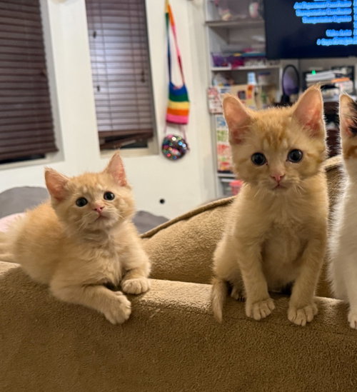 Cheeto photo 4