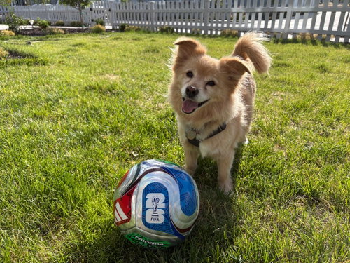 Ollie photo 3