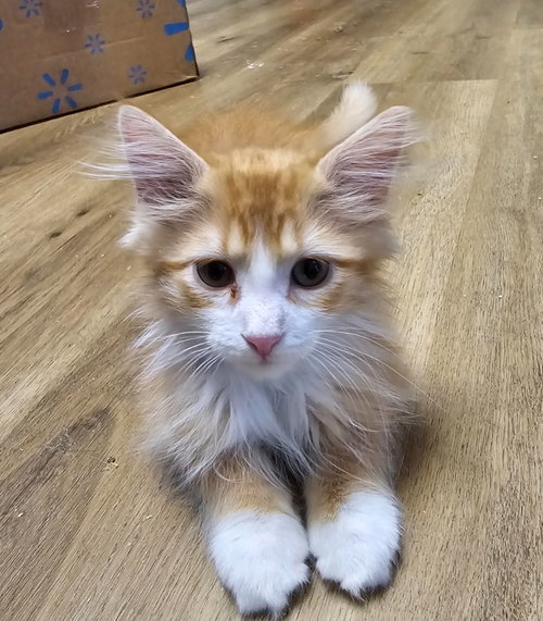 Ollie
