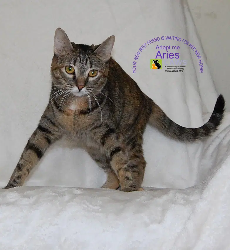 Aries - Domestic Short Hair