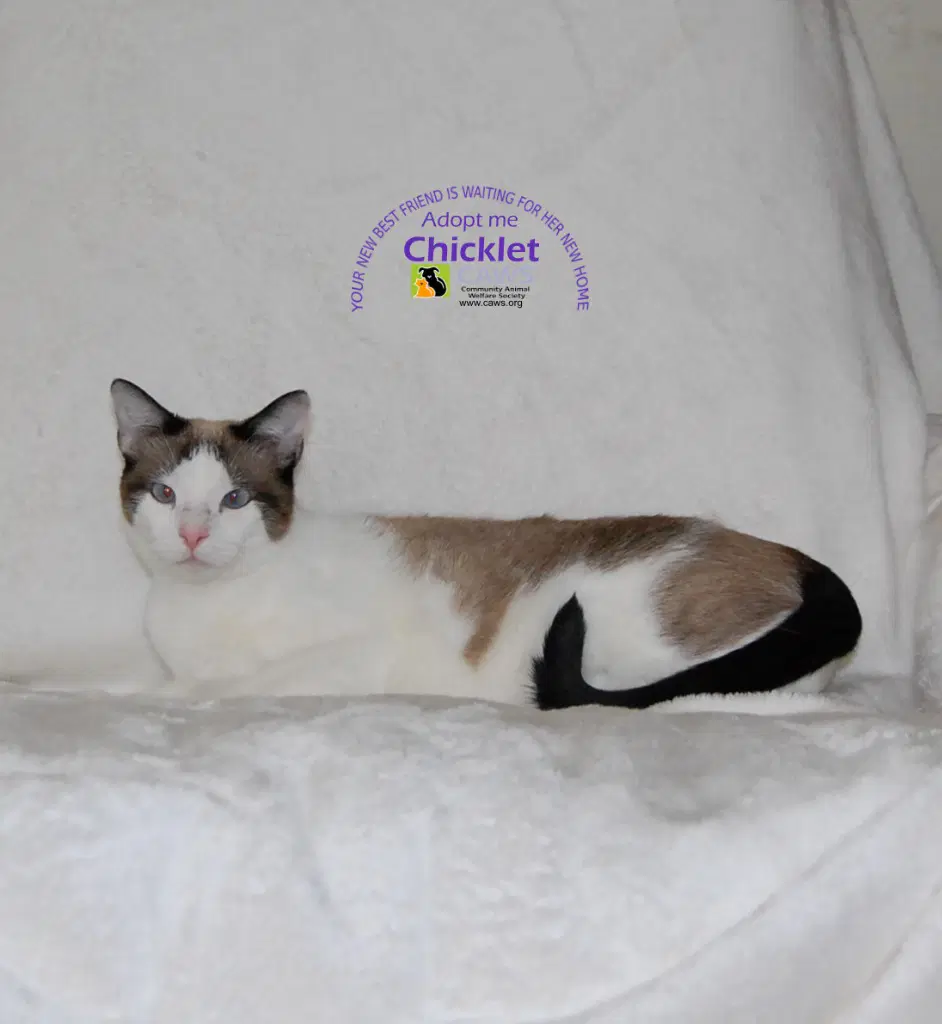 Chicklet - Domestic Short Hair