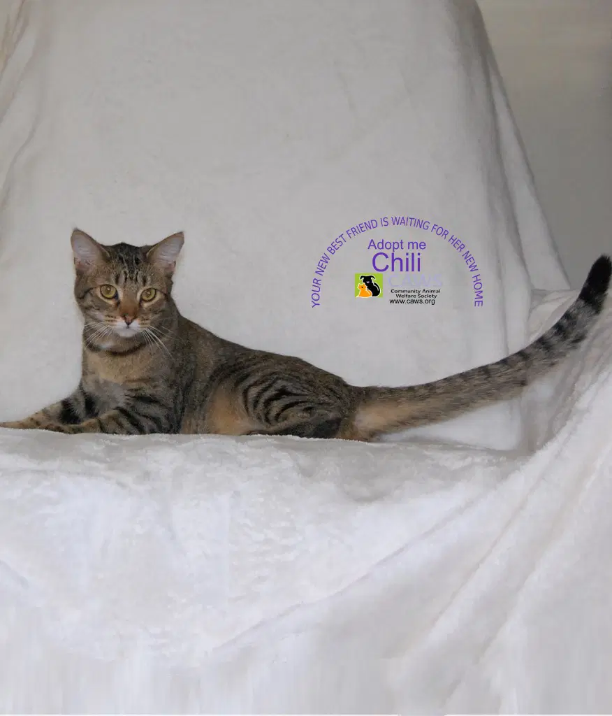Chili - Domestic Short Hair