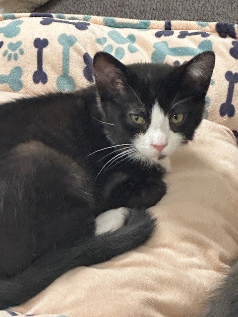 Jenna, an adoptable Domestic Short Hair in Salt Lake City, UT