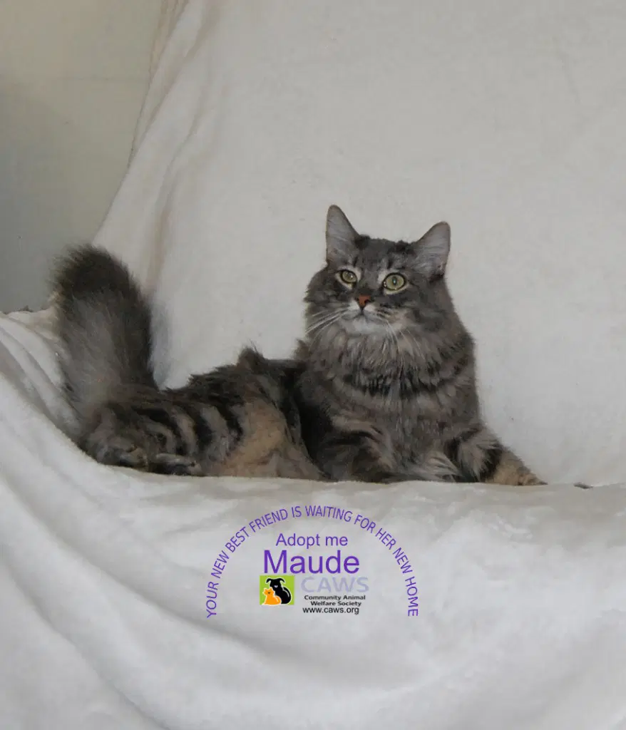 Maude - Domestic Short Hair