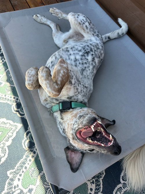 Meatball photo 4