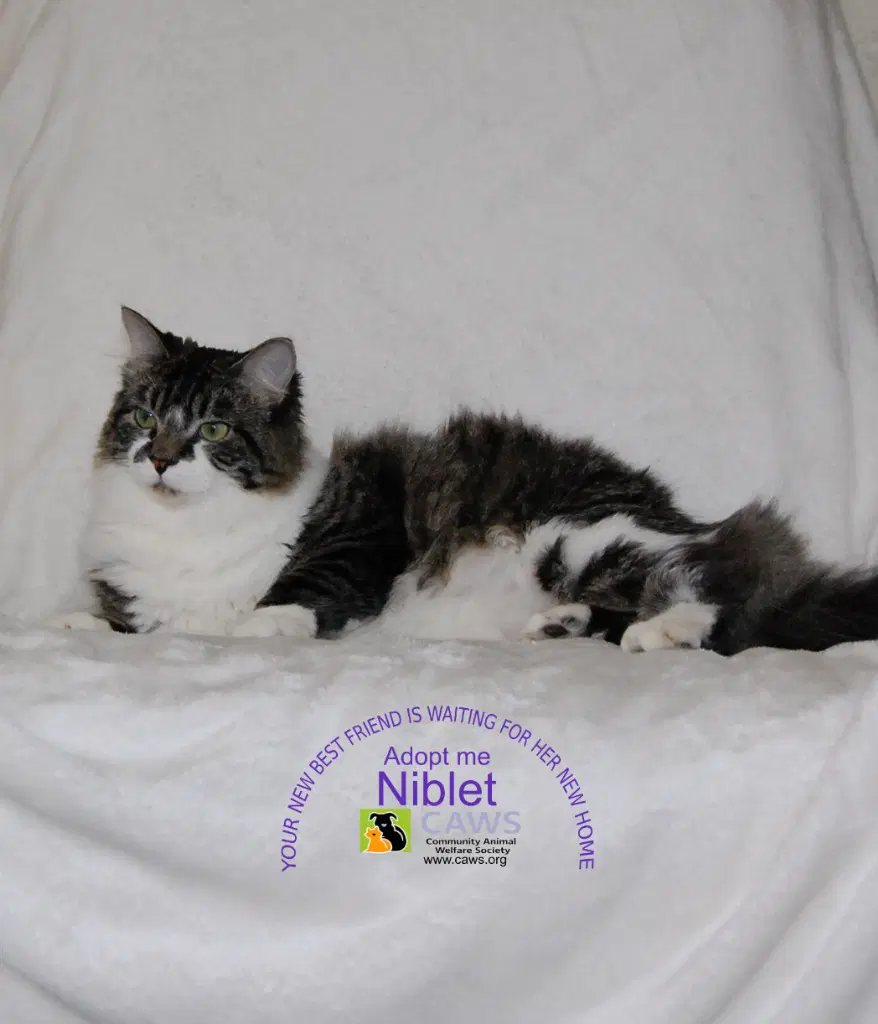Niblet - Domestic Short Hair