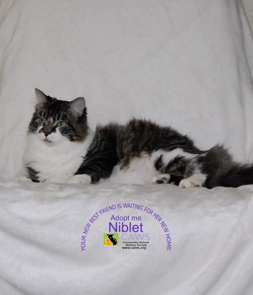 picture of the cat needing adoption