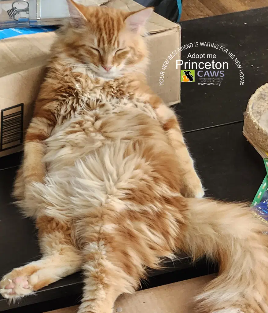 Princeton - Domestic Long Hair