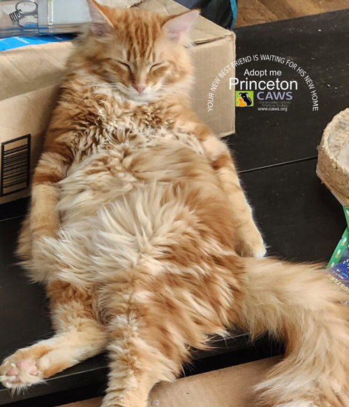 picture of the cat needing adoption