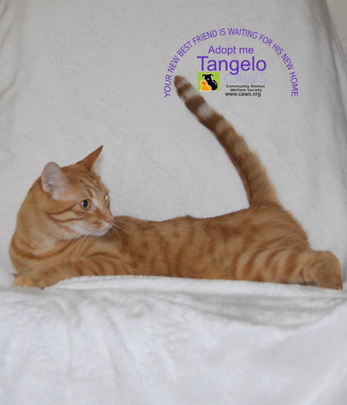 picture of the cat needing adoption