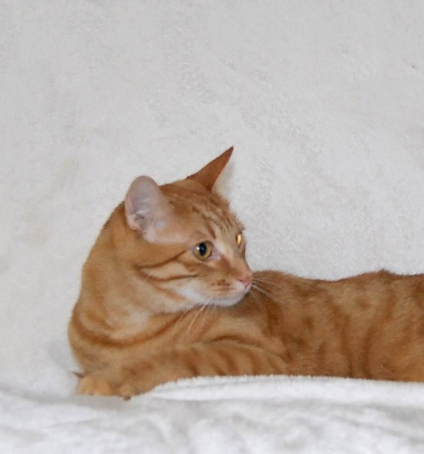 Tangelo, photo 2