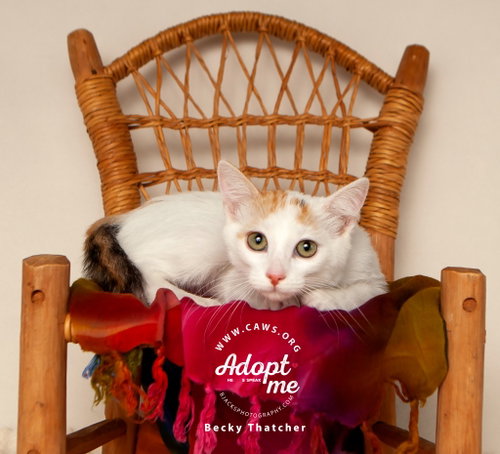 Becky Thatcher, an adoptable Domestic Short Hair in Salt Lake City, UT