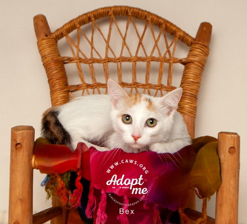 Bex, a cat for adoption from Community Animal Welfare Society