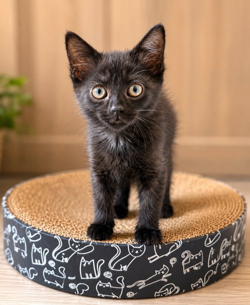 Tombstone, an adoptable Domestic Short Hair in Salt Lake City, UT