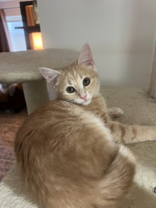 Clementine