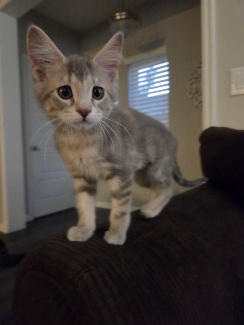 Melia, an adoptable Domestic Short Hair in Salt Lake City, UT