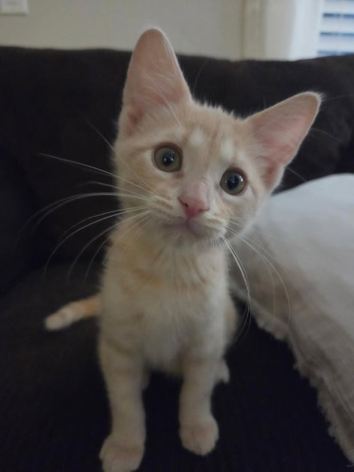 Pippin