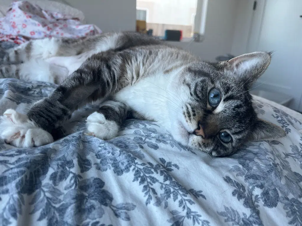 Beverly - Domestic Short Hair