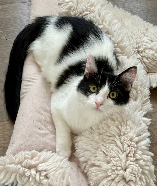 picture of the cat needing adoption