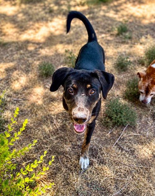 Tumnus, an adoptable Hound in Salt Lake City, UT