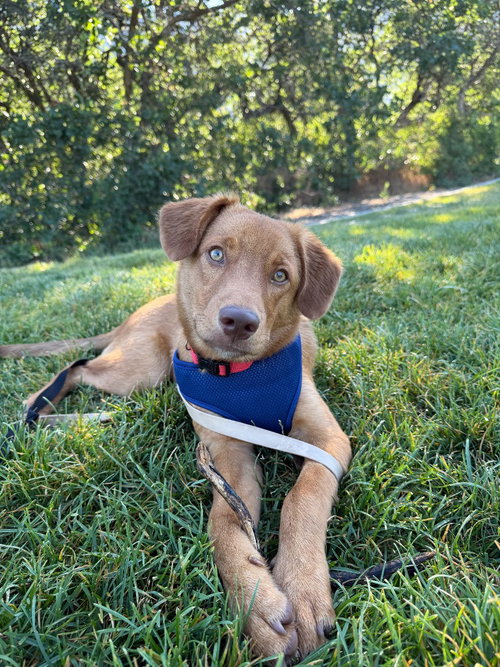 Boone