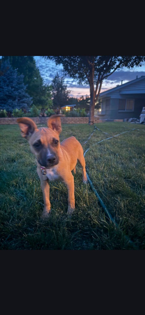 Zena
