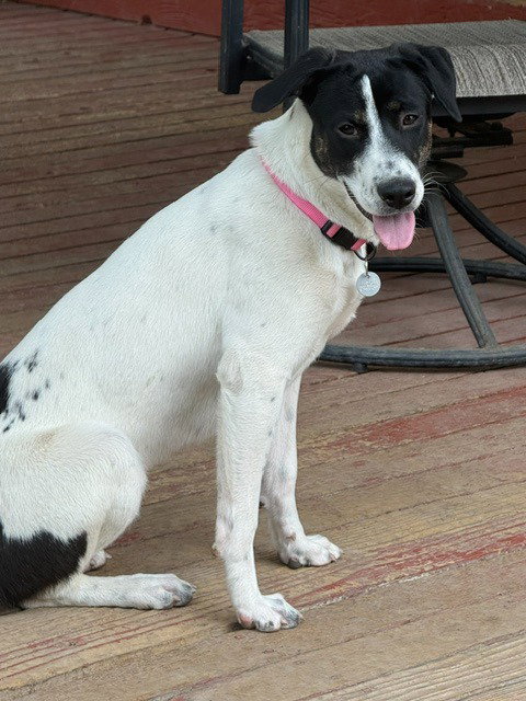 Patches photo 3