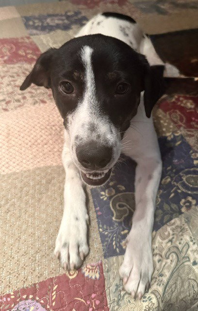 Patches photo 4