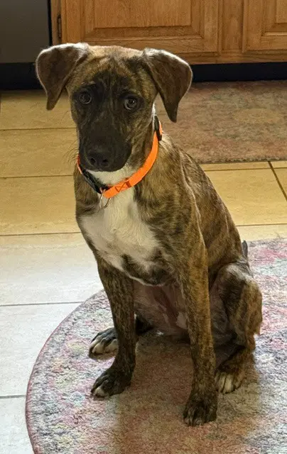 Sierra - Hound