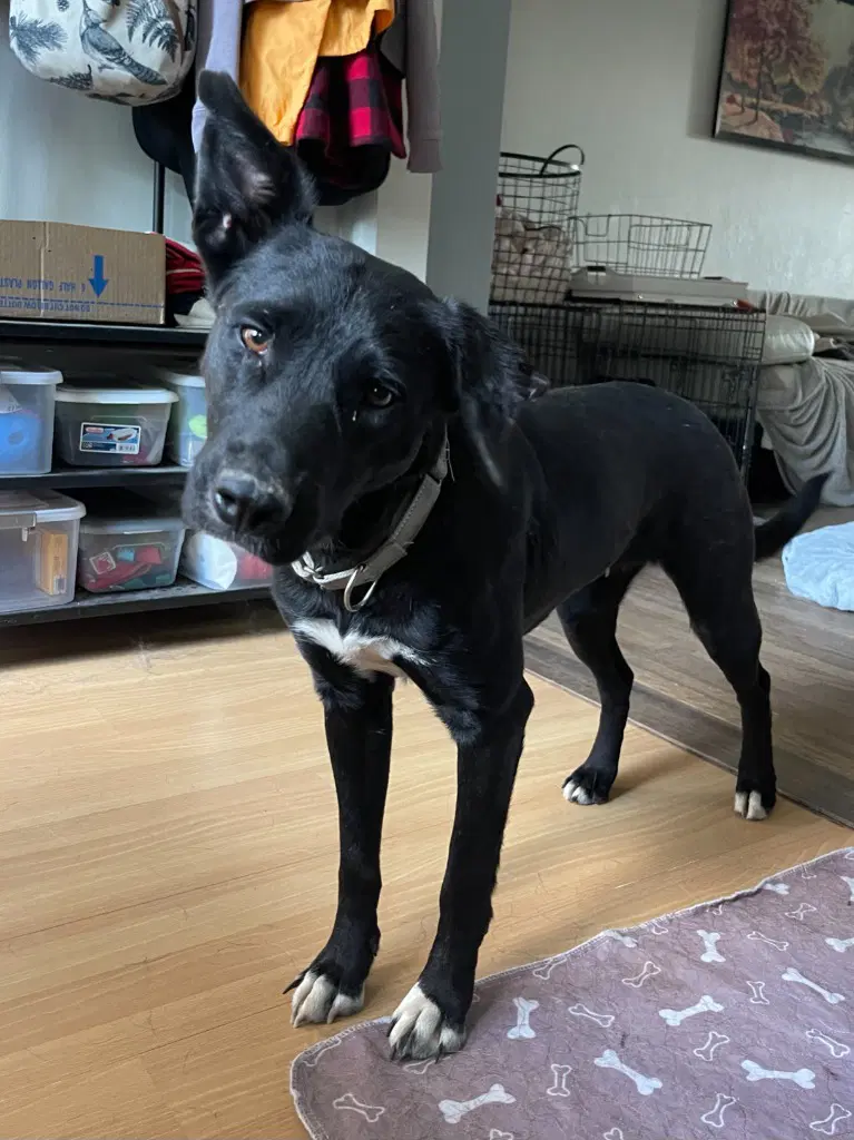 Astrid - Border Collie