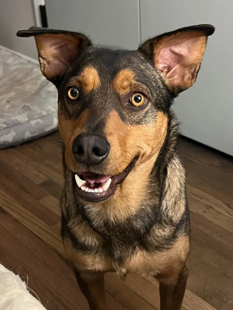 Buster Brown - Shepherd