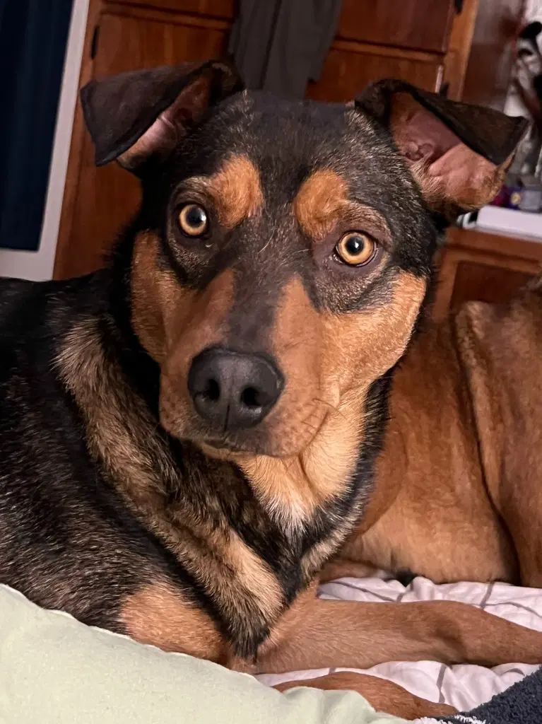 Buster Brown image 2