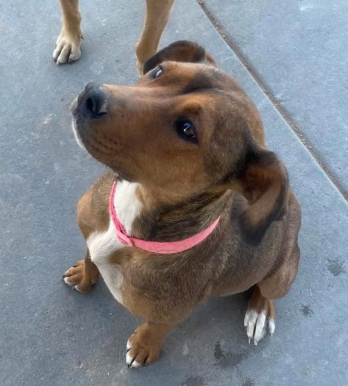 Penny photo 3