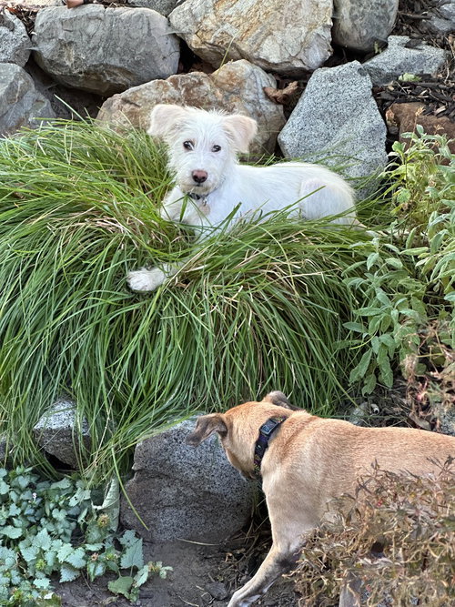 Zuko photo 2
