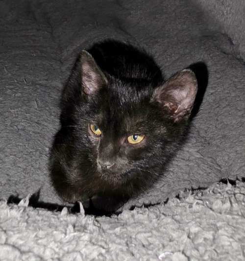 picture of the cat needing adoption