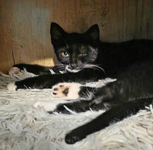 picture of the cat needing adoption