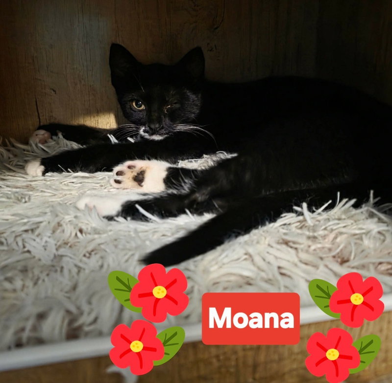Moana, photo 2