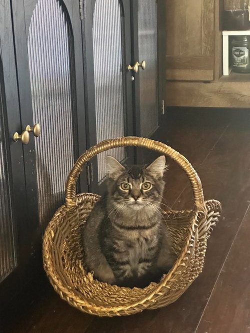 picture of the cat needing adoption