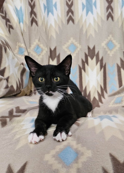 picture of the cat needing adoption