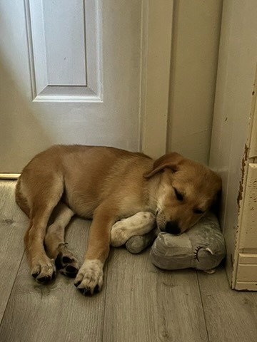 Koba photo 2