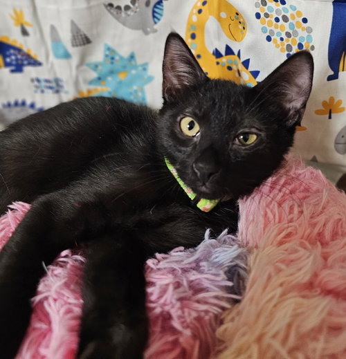 picture of the cat needing adoption