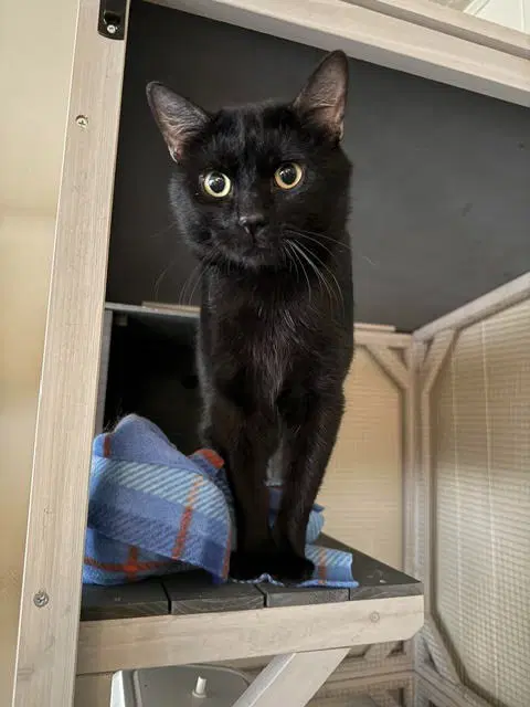 Nevel Furrbottom - Domestic Short Hair