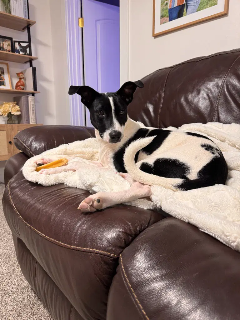 Domino - Cattle Dog