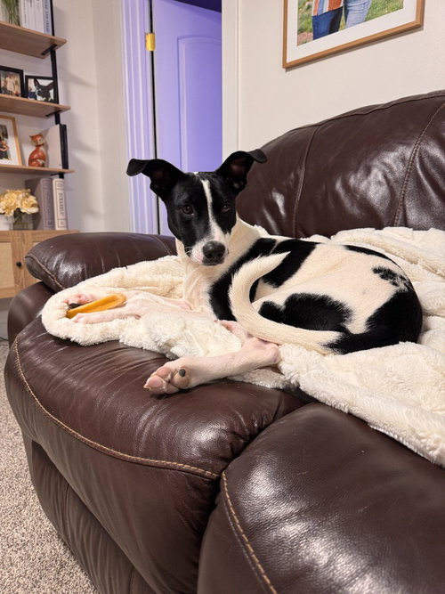 picture of the dog needing adoption