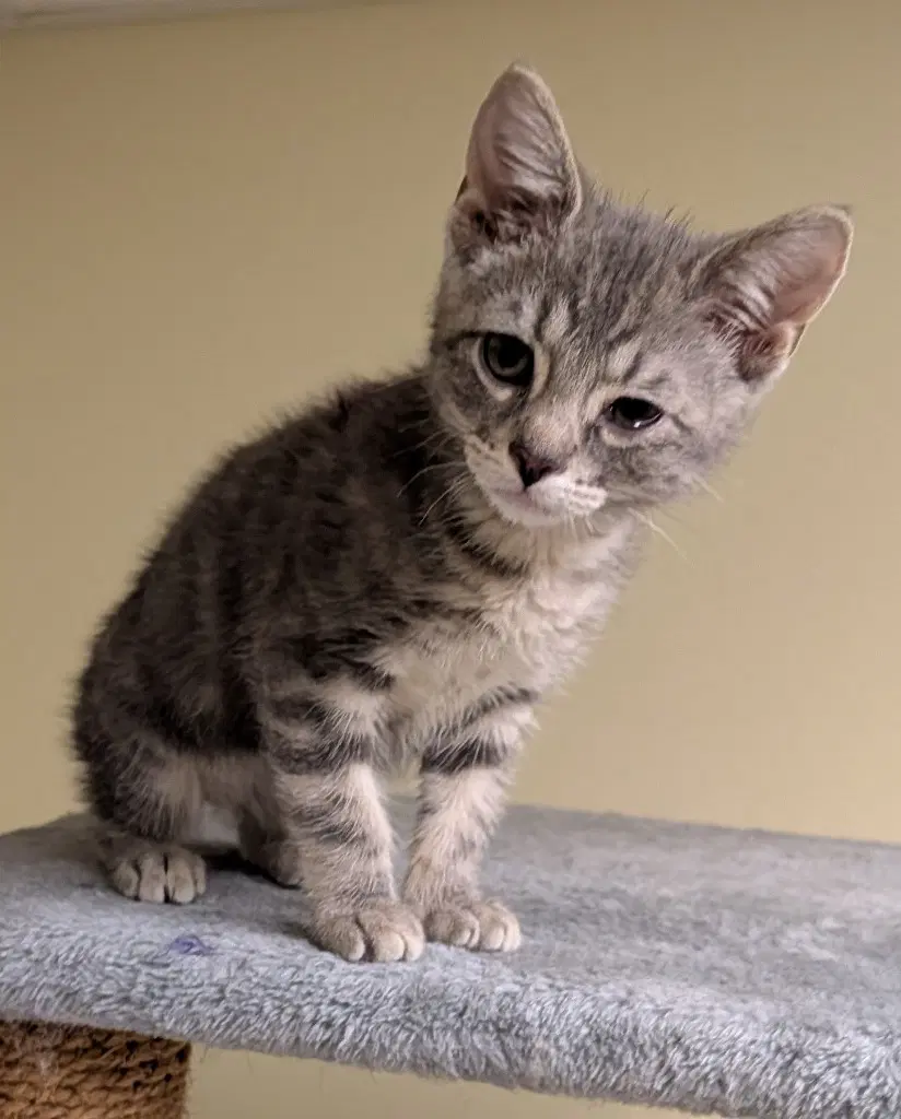 Kyle - Domestic Short Hair