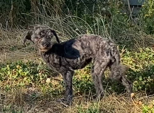 Mabel, photo 2