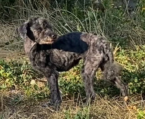 Mabel, photo 3